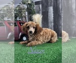 Small #3 Poodle (Miniature)