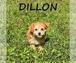 Small #1 YorkiePoo
