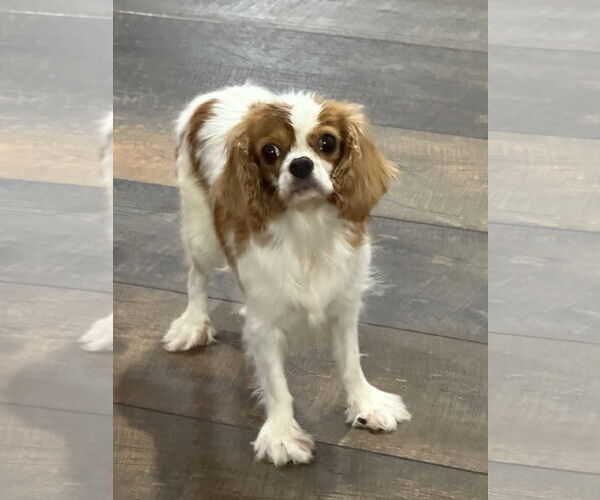 Medium Photo #2 Cavalier King Charles Spaniel Puppy For Sale in Sioux Falls, SD, USA