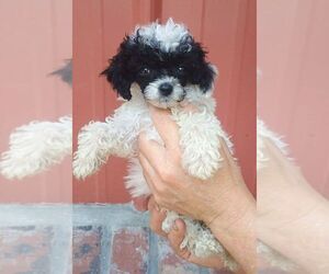 Poodle (Toy) Puppy for sale in COTTAGEVILLE, SC, USA