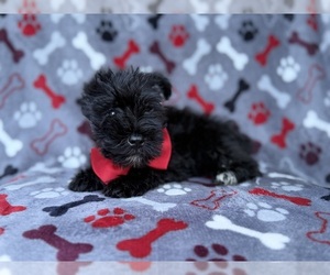 Schnauzer (Miniature) Puppy for sale in LAKELAND, FL, USA