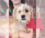 Small #1 Cairn Terrier Mix
