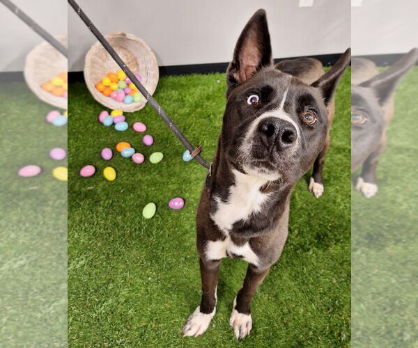 Medium Photo #2 Siberian Husky-Unknown Mix Puppy For Sale in Pierceton , IN, USA