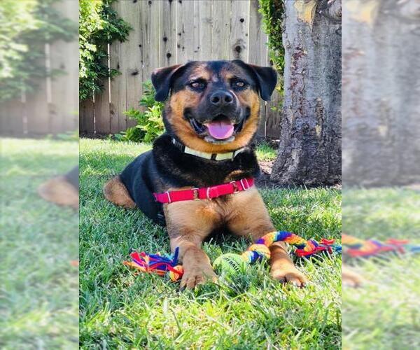 Medium Photo #8 Rottweiler-Unknown Mix Puppy For Sale in Santa Barbara, CA, USA