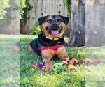 Small #7 Rottweiler Mix