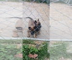 Small Photo #1 Belgian Malinois Puppy For Sale in CHURCH HILL, TN, USA