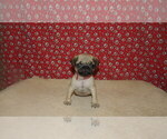 Puppy Jessica Pug