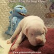 Small Photo #194 Dogo Argentino Puppy For Sale in PINEVILLE, MO, USA