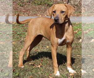 Retriever -Unknown Mix Dogs for adoption in Prattville, AL, USA