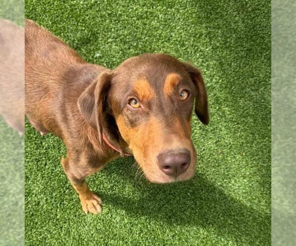 Medium Photo #2 Doberman Pinscher-Unknown Mix Puppy For Sale in San Diego, CA, USA