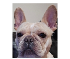 Mother of the French Bulldog puppies born on 06/03/2026