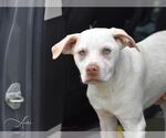 Small Labrador Retriever Mix