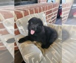 Small Photo #3 German Shepherd Dog Puppy For Sale in BURLESON, TX, USA