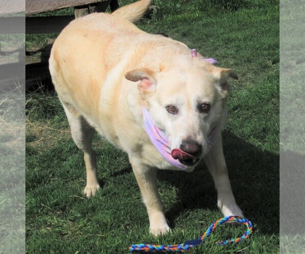 Medium Photo #1 Labrador Retriever-Retriever  Mix Puppy For Sale in Godley, TX, USA