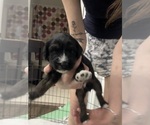 Puppy Puppy 4 Cock-A-Poo-Siberian Cocker Mix