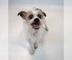 Small #8 Mutt