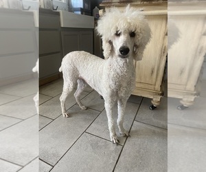 Poodle (Standard) Puppy for sale in MURFREESBORO, TN, USA