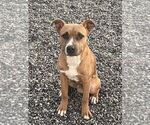 Puppy Petey American Staffordshire Terrier