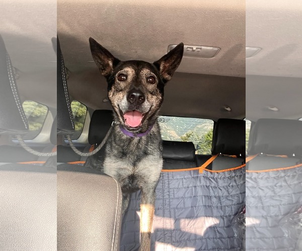 Medium Photo #25 German Shepherd Dog-Unknown Mix Puppy For Sale in Sandy, UT, USA