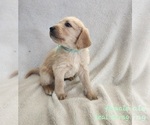 Small Photo #6 Labradoodle Puppy For Sale in WELLINGTON, CO, USA