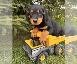 Rottweiler Puppy for sale in MIDDLEBURY, IN, USA