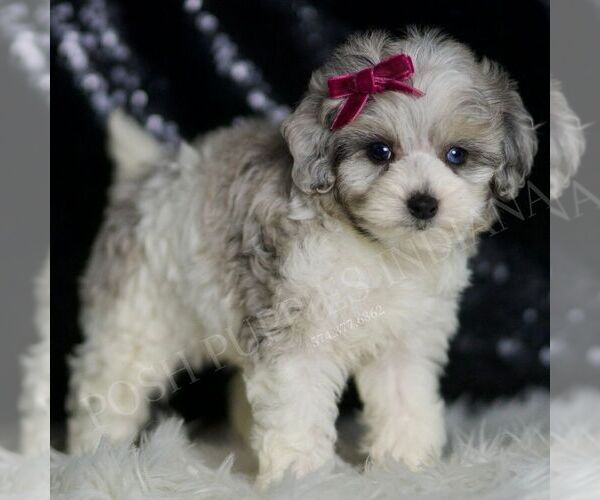 Medium Photo #4 Maltipoo Puppy For Sale in WARSAW, IN, USA