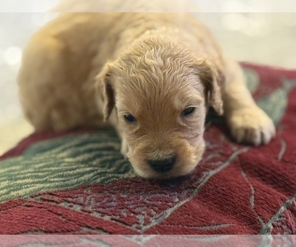 Medium Photo #19 Goldendoodle Puppy For Sale in PHOENIX, AZ, USA