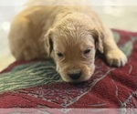 Puppy 9 Goldendoodle