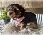 Small #6 Yorkshire Terrier