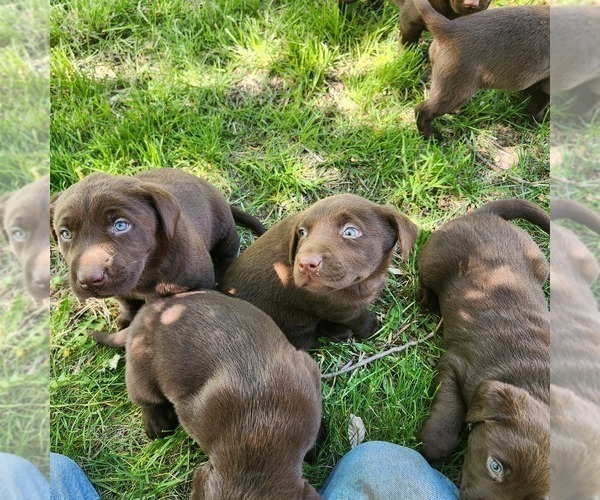 Medium Photo #1 Labrador Retriever Puppy For Sale in LONG PINE, NE, USA