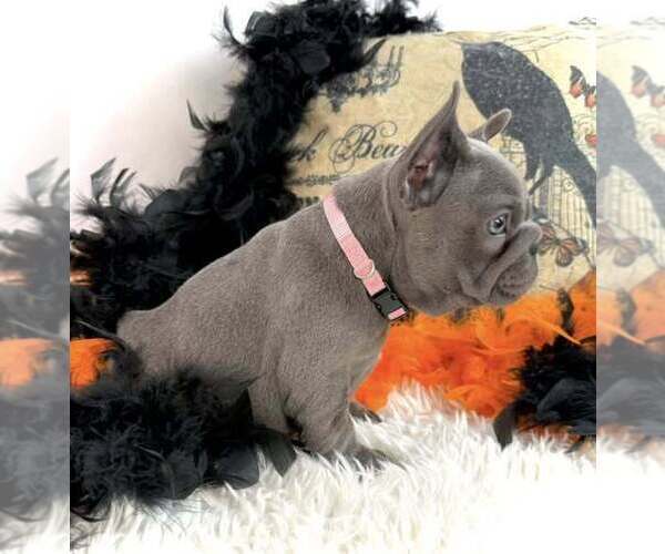 Medium Photo #2 French Bulldog Puppy For Sale in LAKE CITY, FL, USA