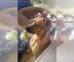 Small #15 Black Mouth Cur Mix