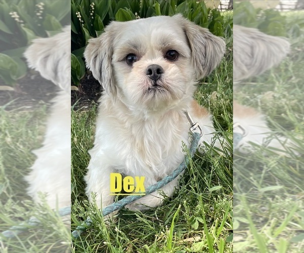 Medium Photo #1 Shih Tzu Puppy For Sale in CANOGA, NY, USA