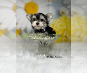 Morkie Puppy for sale in RIPLEY, MS, USA