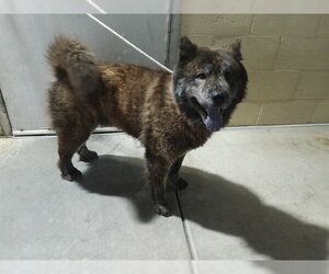 Chow Chow Dogs for adoption in Downey, CA, USA