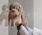 Small Photo #4 English Bulldog Puppy For Sale in POMONA, CA, USA