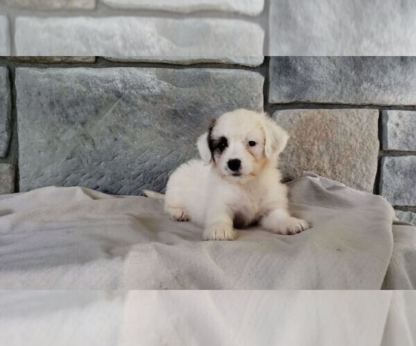 Medium Photo #4 Poodle (Miniature)-Saint Bernard Mix Puppy For Sale in SUGARCREEK, OH, USA