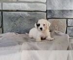 Small Photo #4 Poodle (Miniature)-Saint Bernard Mix Puppy For Sale in SUGARCREEK, OH, USA
