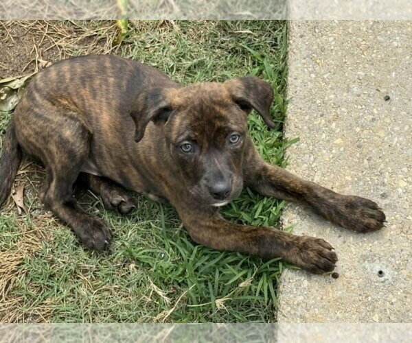 Medium Photo #1 Labrador Retriever-Unknown Mix Puppy For Sale in SHERBURNE, NY, USA
