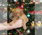 Small Photo #3 Goldendoodle Puppy For Sale in ABILENE, TX, USA