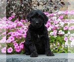 Small Photo #4 Shepadoodle Puppy For Sale in HONEY BROOK, PA, USA