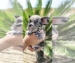 Puppy 1 French Bulldog