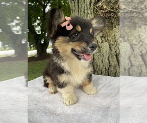 Pembroke Welsh Corgi Puppy for sale in HONEY BROOK, PA, USA