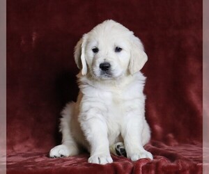 English Cream Golden Retriever Puppy for sale in FREDERICKSBG, OH, USA