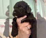 Small Photo #61 Bernedoodle Puppy For Sale in MOULTON, AL, USA