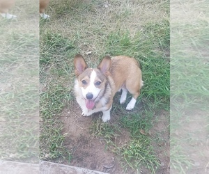 Father of the Pembroke Welsh Corgi puppies born on 11/21/2019