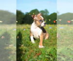Small #10 Basenji-Rat Terrier Mix
