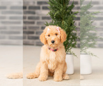 Puppy Millie Goldendoodle