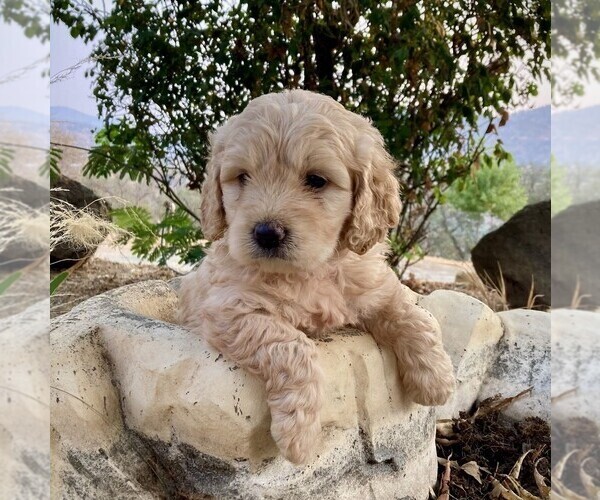 Medium Photo #9 Goldendoodle-Poodle (Miniature) Mix Puppy For Sale in SQUAW VALLEY, CA, USA