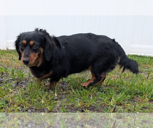 Medium Photo #2 Dachshund Puppy For Sale in Shelbyville, TN, USA